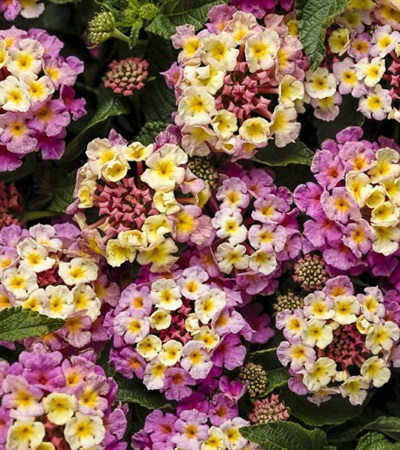 Lantana Luscious® Pinkberry Blend™